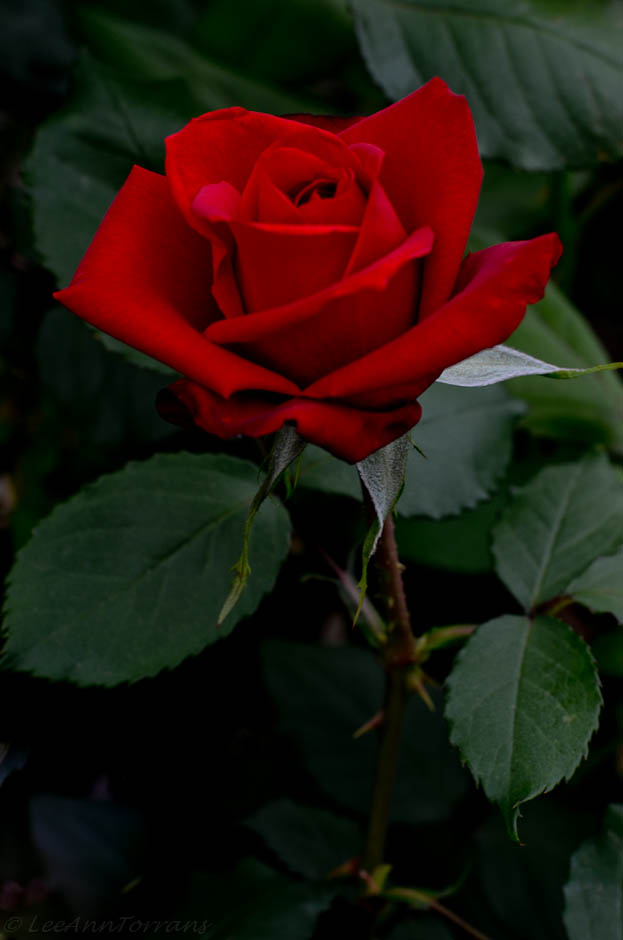 Olympiad Rose