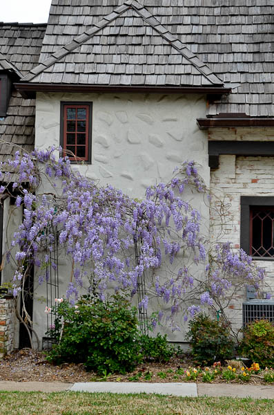 Texas Wisteria