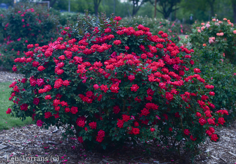 Knockout Roses – Lee Ann Torrans Gardening