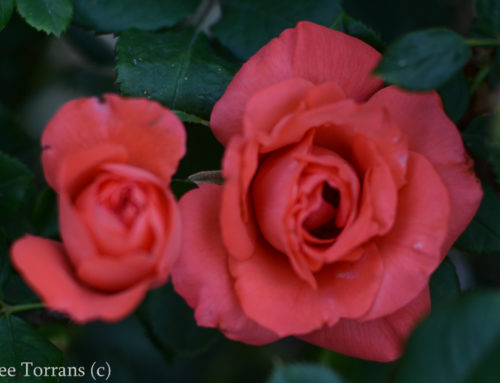 Marmelade Skies Floribunda Rose