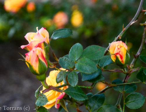 Multicolored Rose Climber Texas