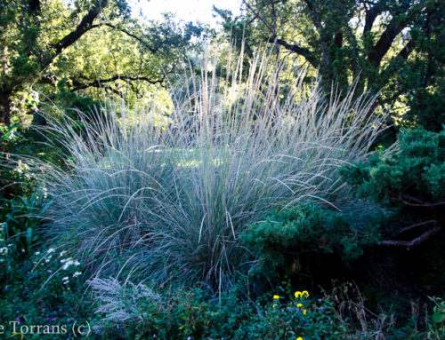 Ornamental Grasses in Texas