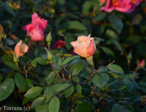Mutabilis – Antique Shrub Rose for Texas