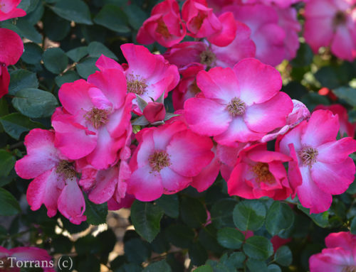 Chuckles Floribunda Rose for the Texas Garden
