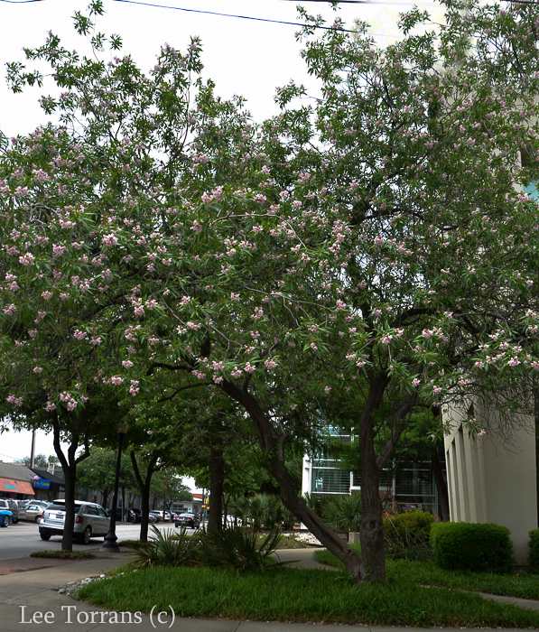 Chitalpa Tree, blooms in the summer. Is a cross between the native Texas tree Desert Willow ant the Catalpa.