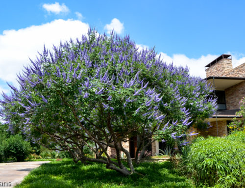 Texas Lilac Vitex Tree