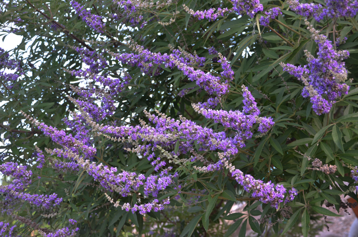 purple flowers in texas