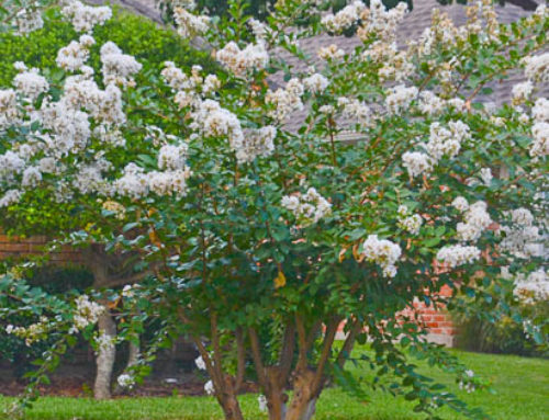 Trimming Your Crape Myrtle