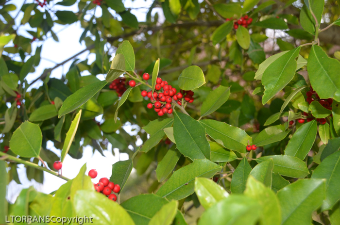 American Holly in Texas Mid-March