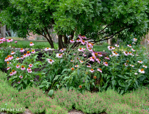 June Perennials for Texas