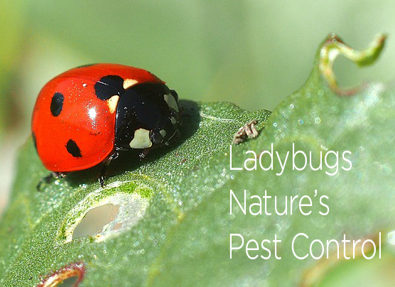 Lady Bugs Nature's Pest Control