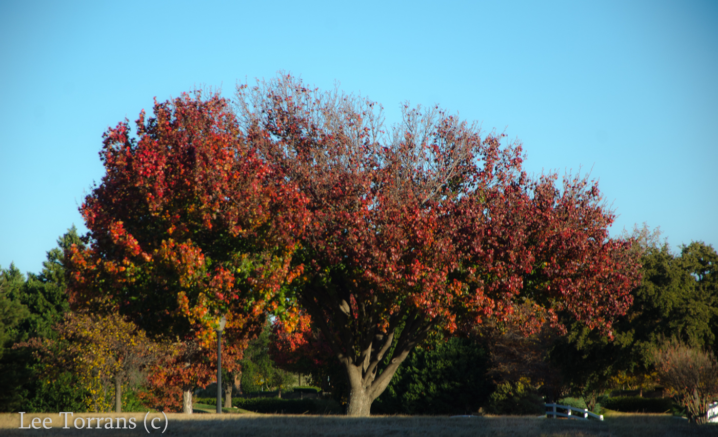 Bradford Pear Fall Color