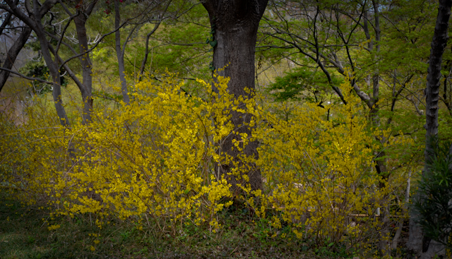 Forsythia – Early Yellow Blooming Texas Shrub
