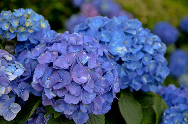 Hydrangea Dallas Hydrangeas in Texas