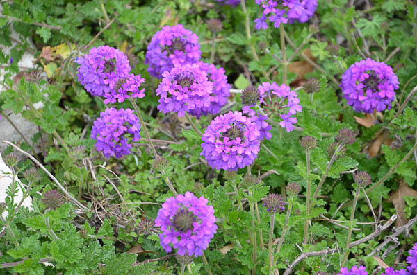 Purple Texas Verbenna