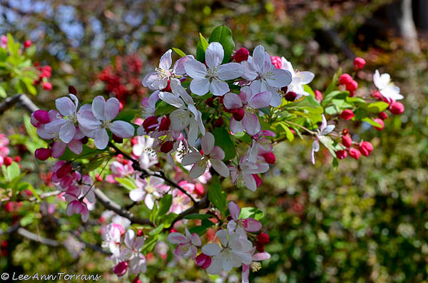 Flowering Trees in Texas an Overview