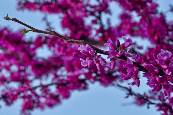 LeeAnnTorrans-Red-Bud Oklahoma Redbud