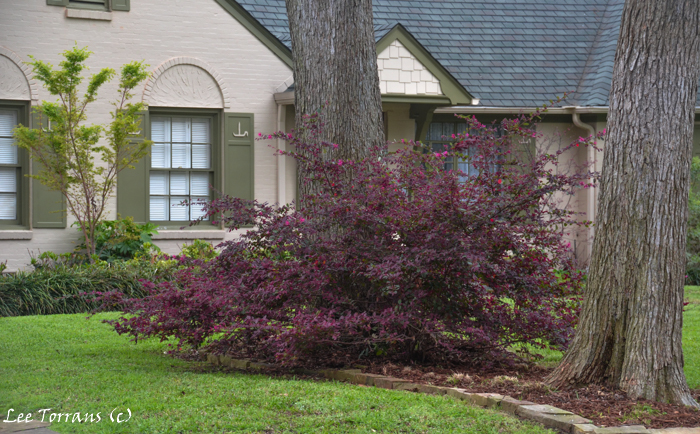 Unpruned Loropetalum allowed to grow to its natural size and state.