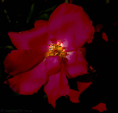 Last Light’s Rose