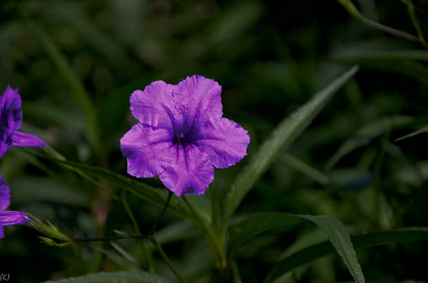 Texas_Perennial_Garden Spider_Wort
