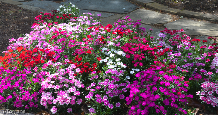 Texas Perennial – Dianthus or “Pinks”