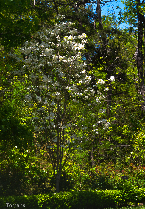 Dogwood_White_Texas_Lee_Ann_Torrans-3