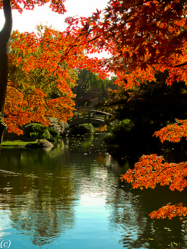 Japanese Garden Landscape