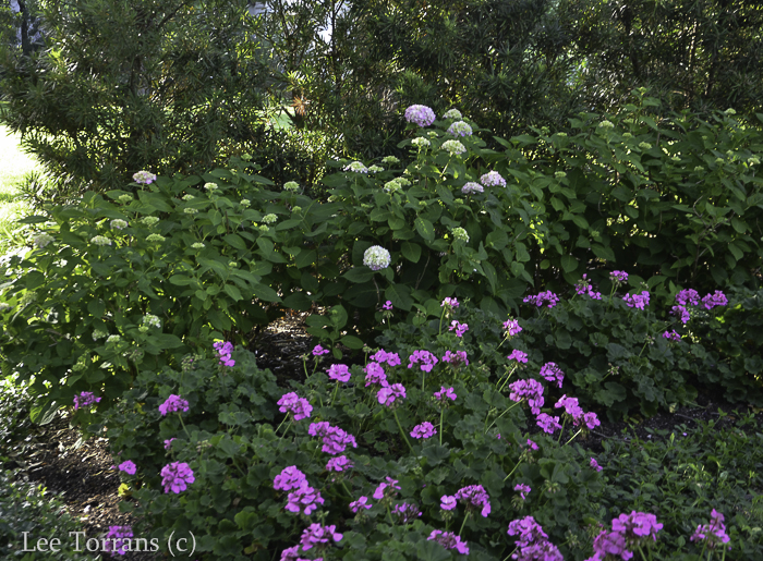 Hydrangea Dallas Hydrangeas in Texas
