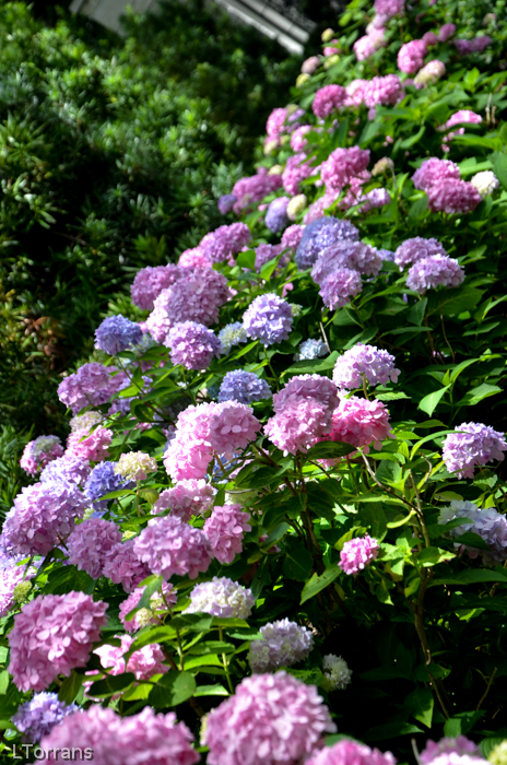 Hydrangea Dallas Hydrangeas in Texas