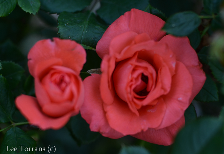 Marmelade Skies Floribunda Rose
