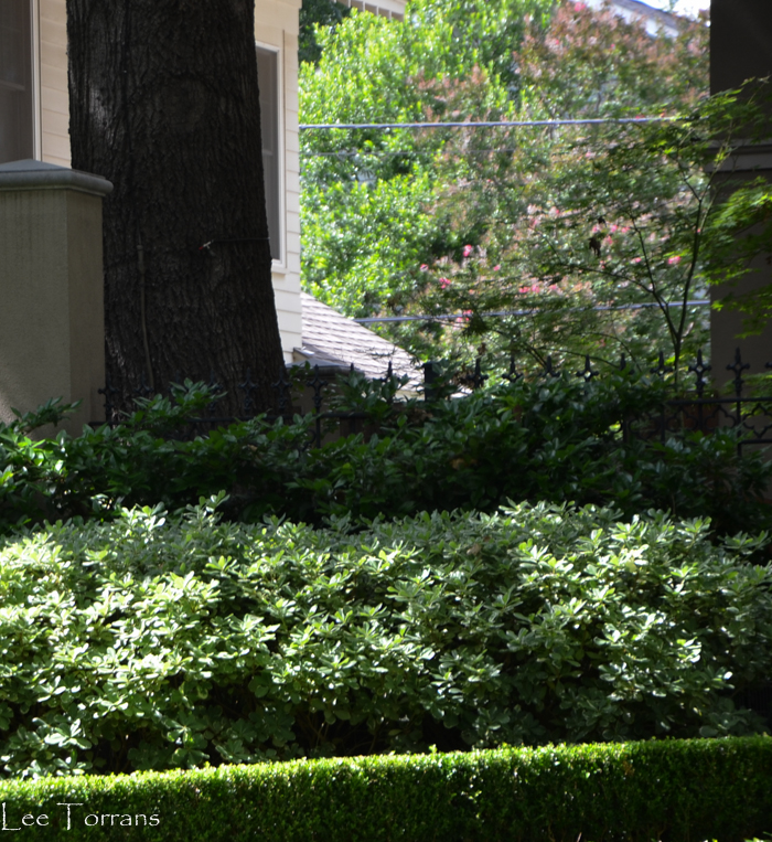 Variegated_Pittosporum_Dallas_Texas_Lee_Ann_Torrans-3