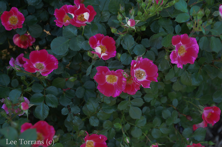 Home Run Shrub Rose for Texas - Lee Ann Torrans