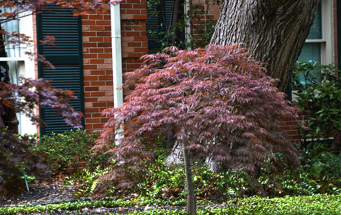 Japanese Maple – Lee Ann Torrans Japanese Maple – Lee Ann Torrans