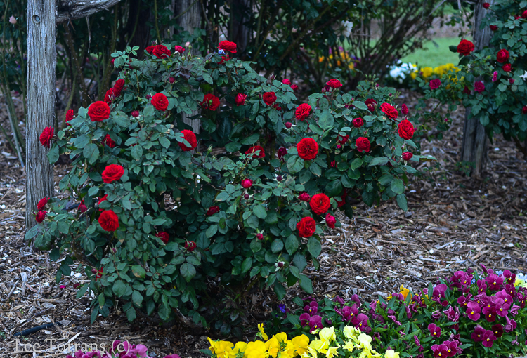 Europeana Red Floribunda Rose for Texas