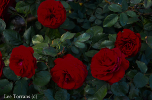 Europeana Floribunda Texas Rose