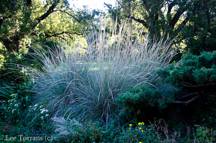 Ornamental Grasses in Texas