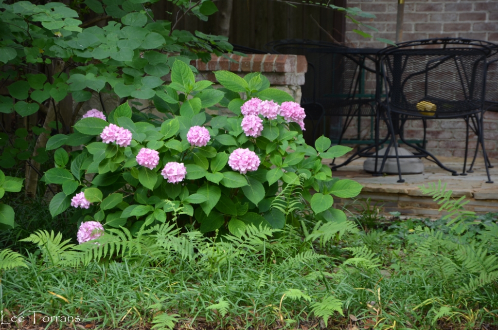 Hydrangea Dallas Hydrangeas in Texas