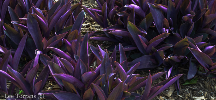 Purple_Heart_Perennial_Texas_Lee_Ann_Torrans