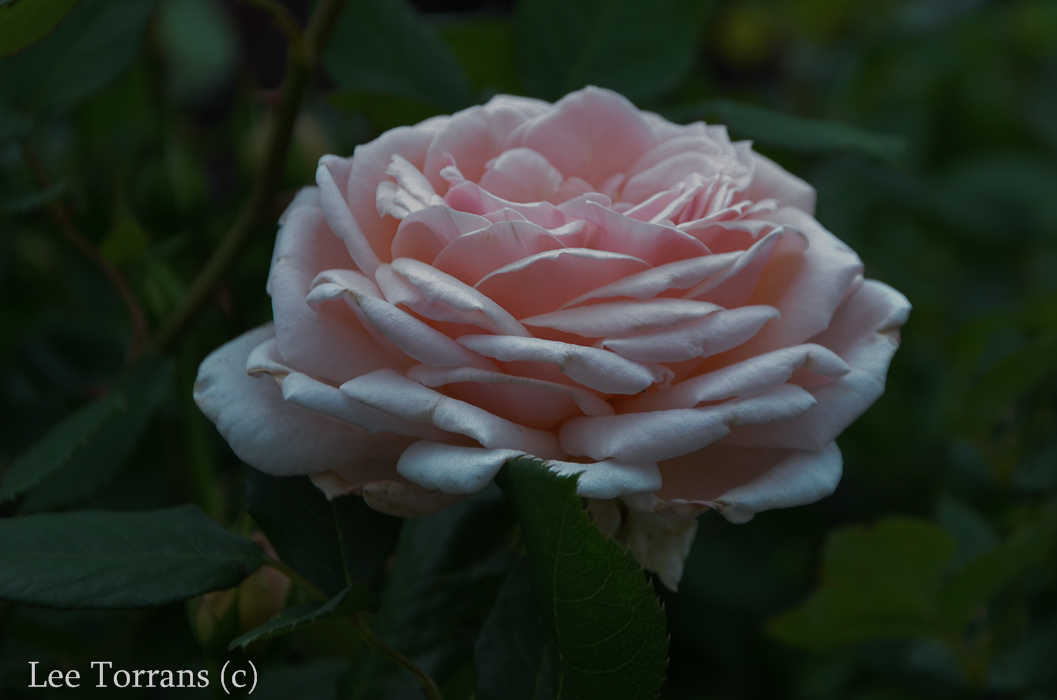 Quietness Pale Pink Shrub Rose for Texas