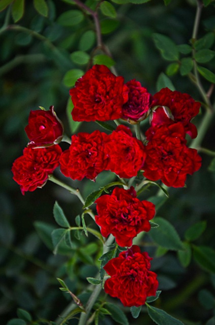 Red Cascade Miniature Rose for Texas