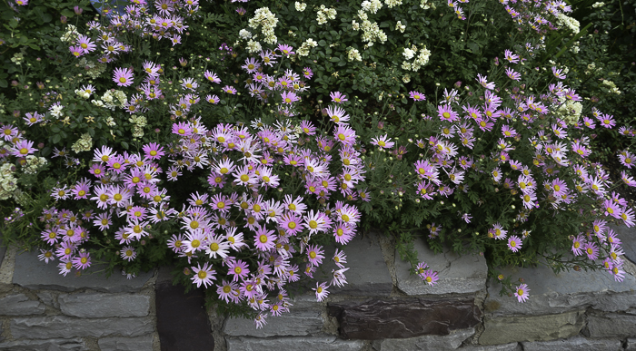 Purple Daisies – Osteospermum ‘Purple Mountain’ and other Purple Perennials