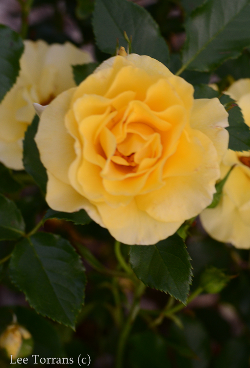 Sun Flare Floribunda Yellow Rose for Texas