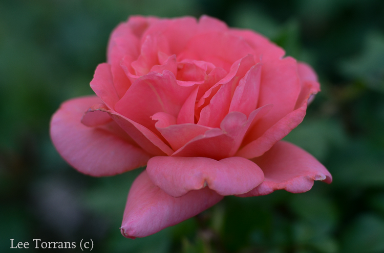 Sweet Fragrance Texas Shrub Rose