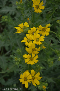 Yellow_Daisy_Perennial_Texas_Lee_Ann_Torrans-3
