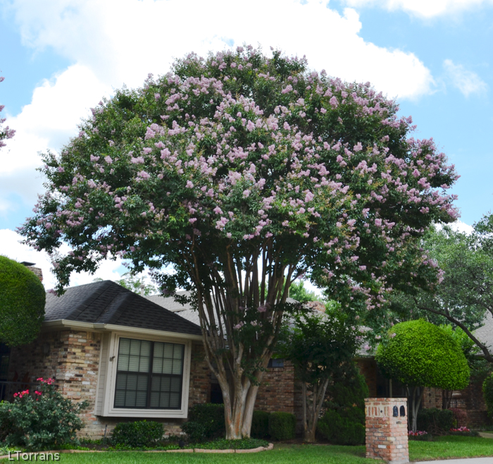 Crape Myrtle Bashams Party Pink