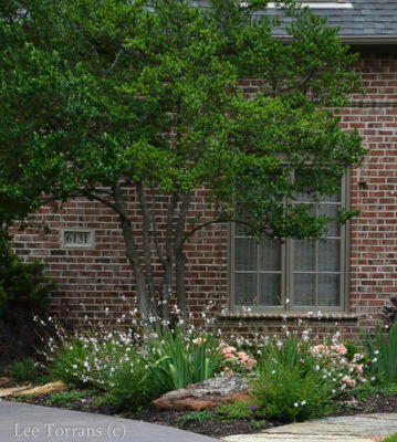 Dallas Landscaping May Bloomers