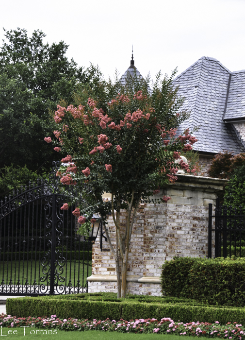Tuscarora_Crape_Myrtle_Lee_Ann_Torrans_Dallas_Gardening-2