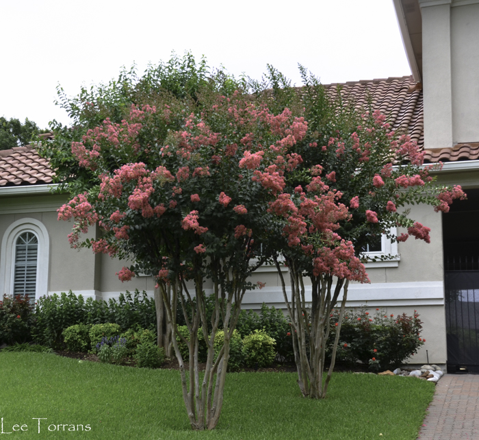 Tuscarora Crape Myrtle