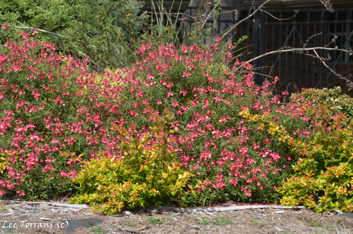 Salvia Greggii – The Workhorse of the Native Plant Garden