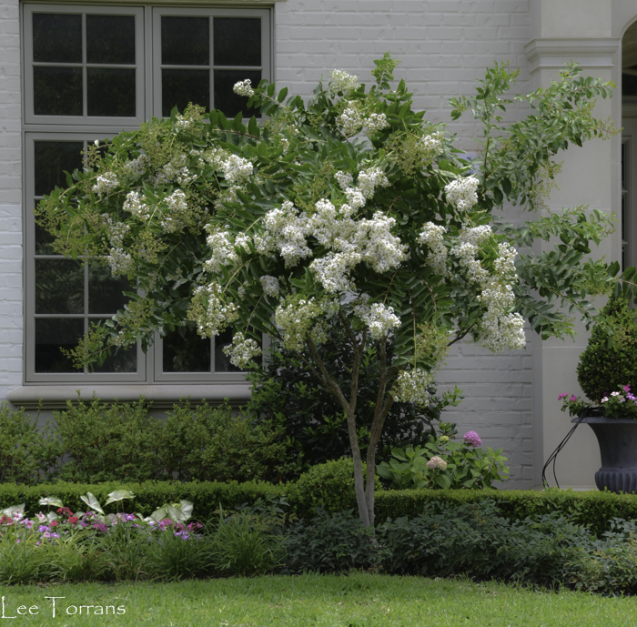 Trimming Your Crape Myrtle - Lee Ann Torrans